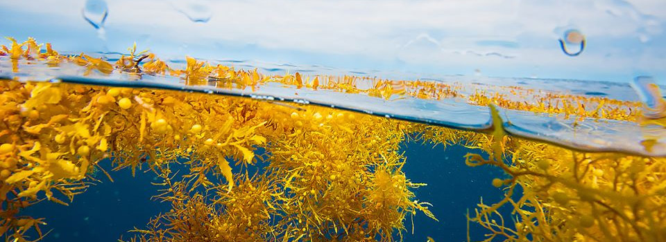 Sargassum seaweed began reappearing on Mexico beaches from Cancun to Tulum and beyond earlier this summer